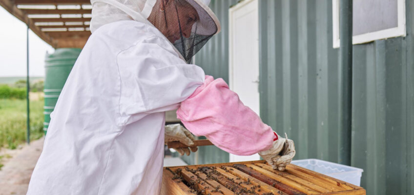 Why You Need the Help of Professional Bee Removal Palm Springs Services